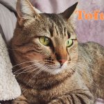 Adopta a Tofu