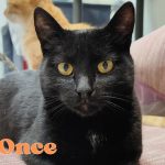 Gato en adopción con leucemia - Familia Bombay