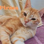 Adopta a Pirata - Familia Bombay