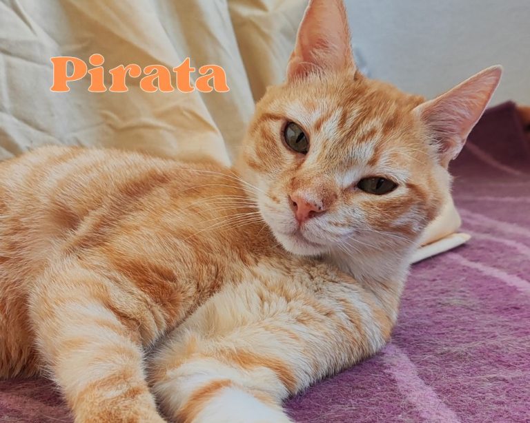Pirata - Familia Bombay