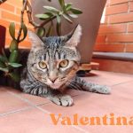 Adopta a Valentina