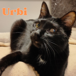 Urbi en Adopción