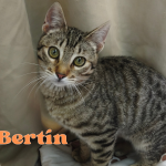 Bertin