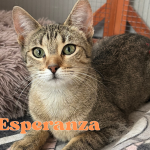 Espe