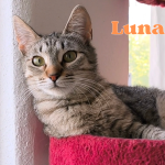 Luna2