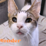 Wonder3