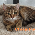 chispitas