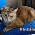 pintitas