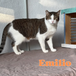 emilio